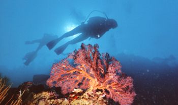 coral, Sipadan island,drop off, nikonos v, 15 mm by Paolo Scotti 